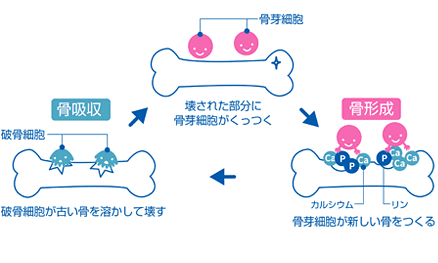 骨のリモデリング