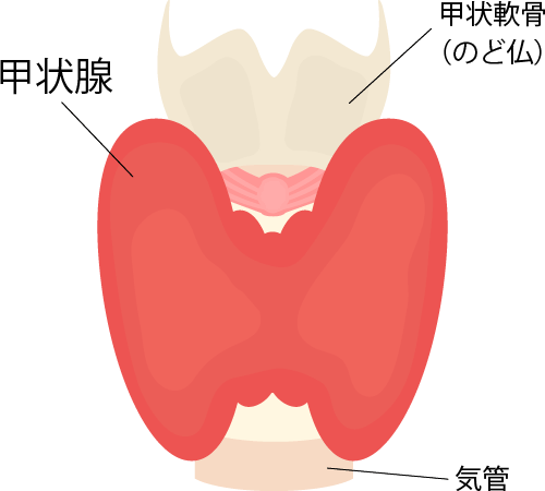 甲状腺腫瘍（結節）