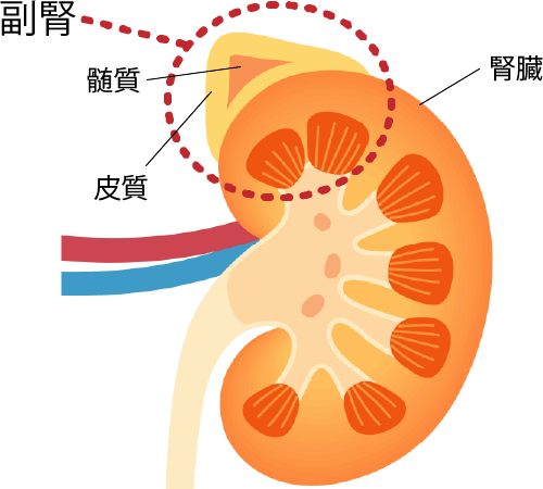 肾上腺肿瘤