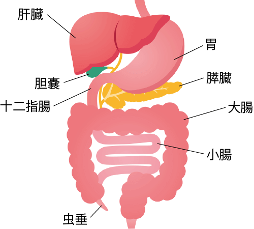 胰脏・消化道神经内分泌肿瘤