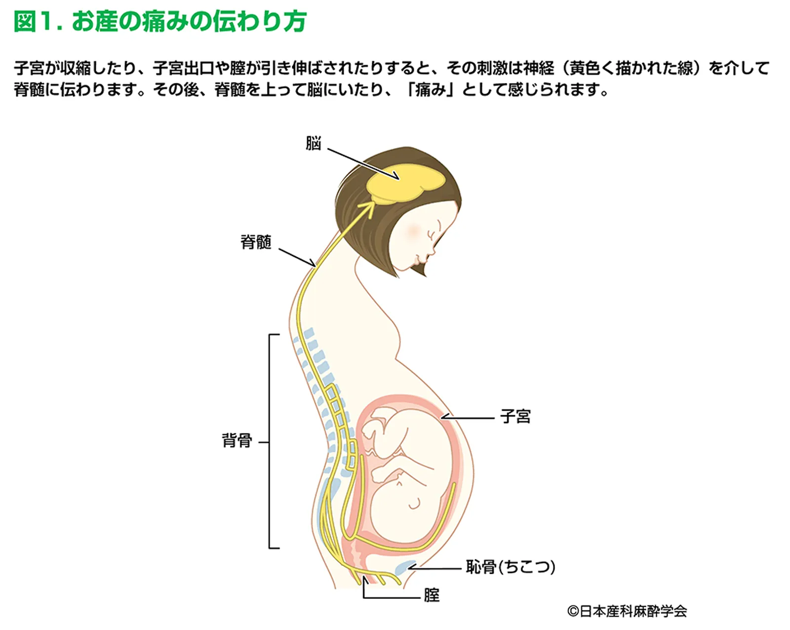 図1 お産の痛みの伝わり方